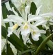 Laelia Purpurata Alba  - Pre adulta