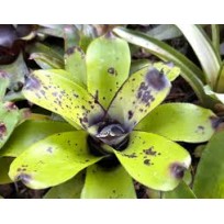Bromélia Aechmea Santa Catarina