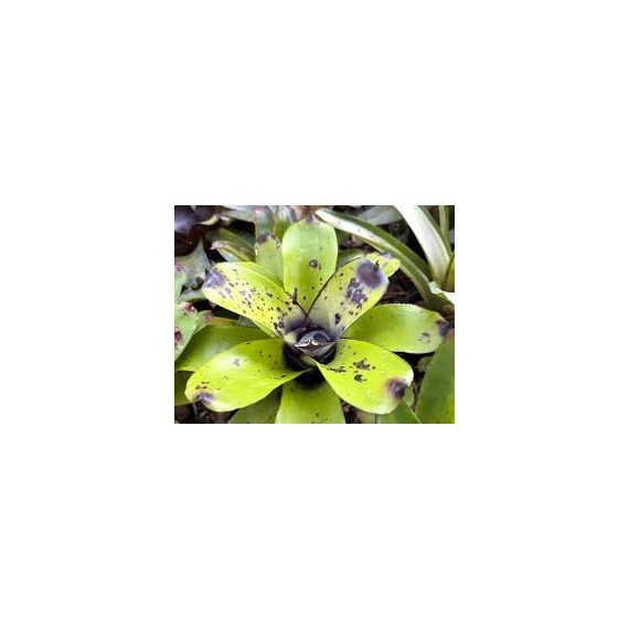 Bromélia Aechmea Santa Catarina