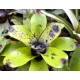 Bromélia Aechmea Santa Catarina