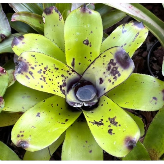 Bromélia Aechmea Santa Catarina