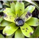 Bromélia Aechmea Santa Catarina