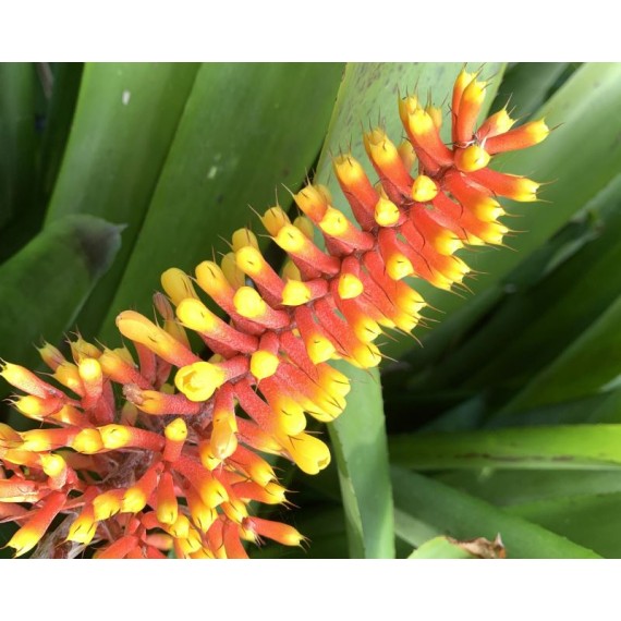 Bromélia Aechmea Santa Catarina