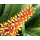 Bromélia Aechmea Santa Catarina