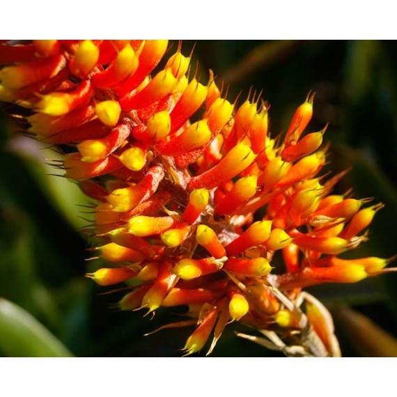 Bromélia Aechmea Santa Catarina
