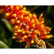 Bromélia Aechmea Santa Catarina
