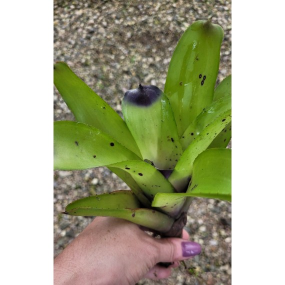 Bromélia Aechmea Santa Catarina