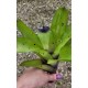 Bromélia Aechmea Santa Catarina