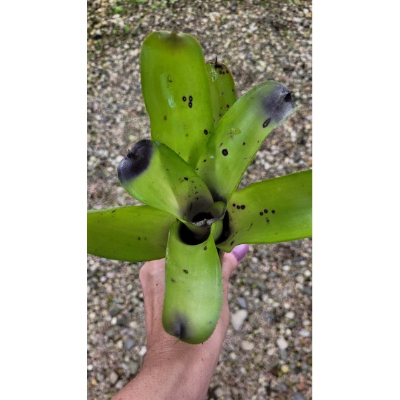 Bromélia Aechmea Santa Catarina