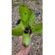 Bromélia Aechmea Santa Catarina