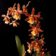 Odontocidium Catatante (Haste Floral)