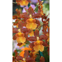 Odontocidium Catatante - AD