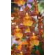Odontocidium Catatante - AD