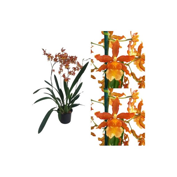 Odontocidium Catatante - AD