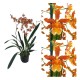Odontocidium Catatante - AD