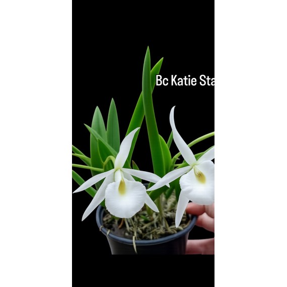 Bc. Katies Star - AD