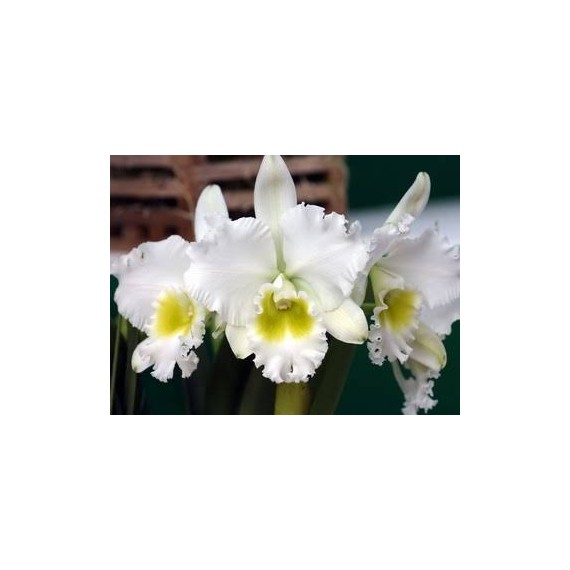 Blc. Burdekin Wonder Lakeland - Ad
