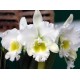 Blc. Burdekin Wonder Lakeland - Ad
