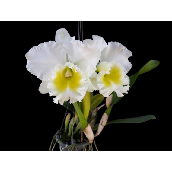 Blc. Burdekin Wonder Lakeland - Ad