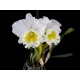 Blc. Burdekin Wonder Lakeland - Ad