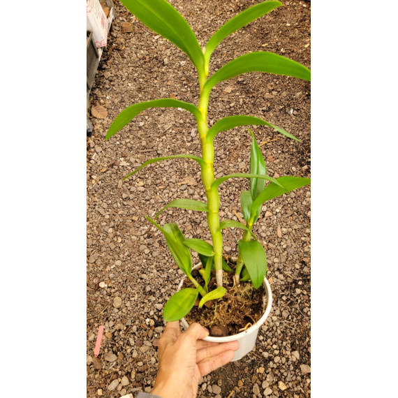 Dendrobium Pensuda - AD (denphal)
