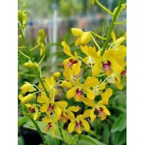 Dendrobium Pensuda - AD (denphal)
