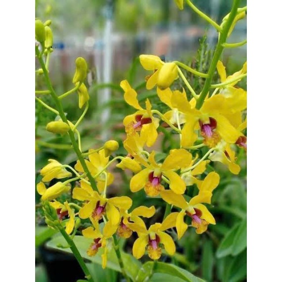 Dendrobium Pensuda - AD (denphal)