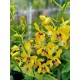 Dendrobium Pensuda - AD (denphal)