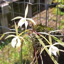 Brassavola Martiana na placa