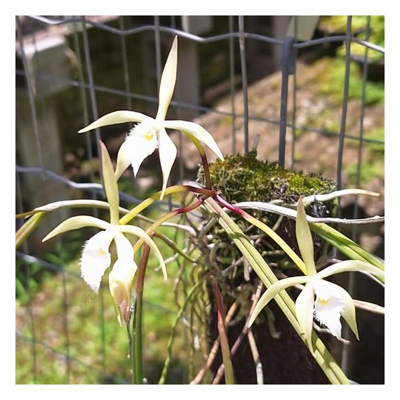 Brassavola Martiana na placa