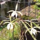Brassavola Martiana na placa
