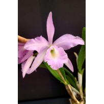 Bc. Pastoral Innocence x Maikai Louise  - AD