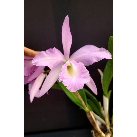 Bc. Pastoral Innocence x Maikai Louise  - AD