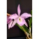 Bc. Pastoral Innocence x Maikai Louise  - AD