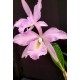 Bc. Pastoral Innocence x Maikai Louise  - AD