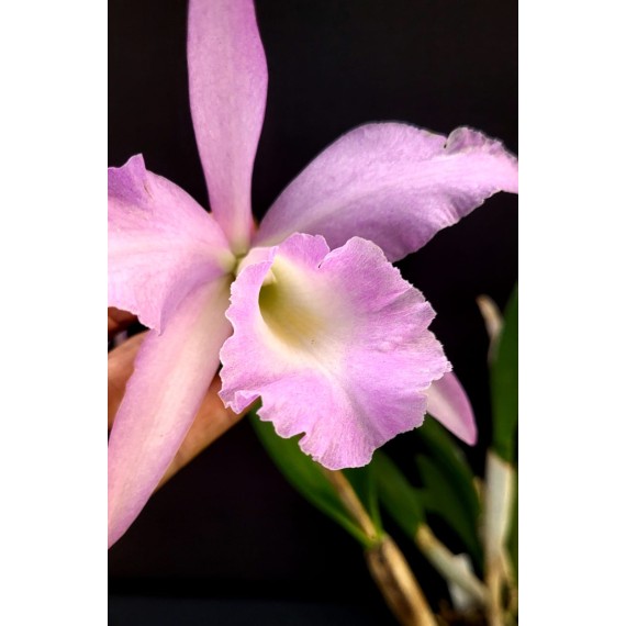 Bc. Pastoral Innocence x Maikai Louise  - AD