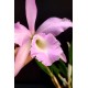 Bc. Pastoral Innocence x Maikai Louise  - AD