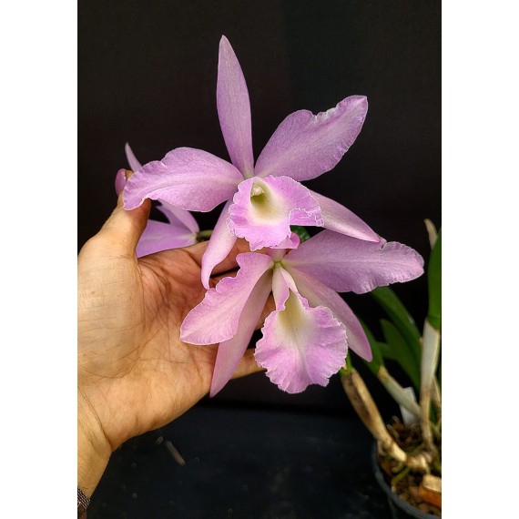 Bc. Pastoral Innocence x Maikai Louise  - AD