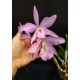 Bc. Pastoral Innocence x Maikai Louise  - AD