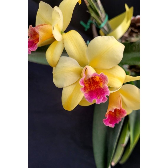 Slc. Golden Aclaim Richella - Ad