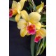 Slc. Golden Aclaim Richella - Ad
