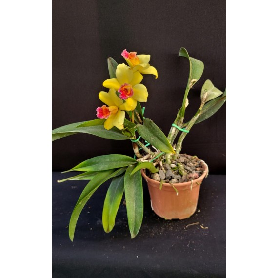 Slc. Golden Aclaim Richella - Ad
