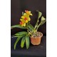 Slc. Golden Aclaim Richella - Ad
