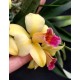 Slc. Golden Aclaim Richella - Ad