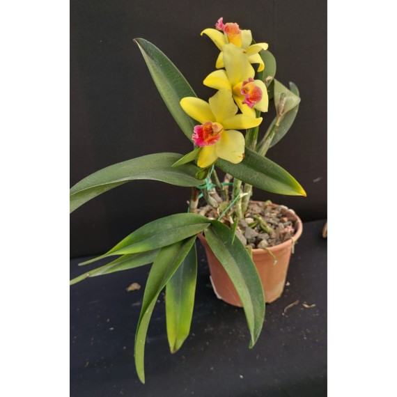 Slc. Golden Aclaim Richella - Ad