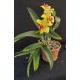 Slc. Golden Aclaim Richella - Ad