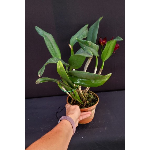 Blc. Purple Ruby x Lc Pirate King - AD
