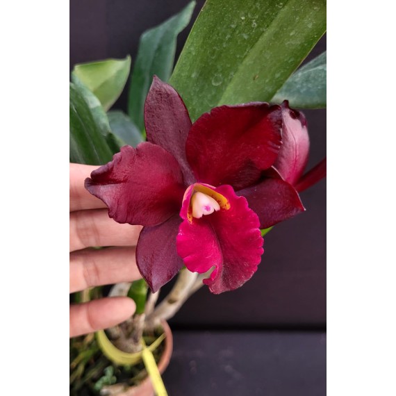 Blc. Purple Ruby x Lc Pirate King - AD