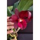 Blc. Purple Ruby x Lc Pirate King - AD
