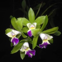 Cattleya Landwoods - Ad
